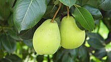 picture of pears