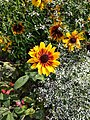 Orange Fudge, variété de Rudbeckia hirta aux fleurs jaunes, Jardin des plantes de Paris.