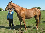 Pleven au haras de Kabiuk, alezan, au modèle.