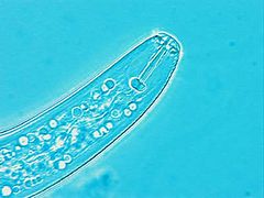 Description de l'image Pratylenchus penetrans WI 63x27-5-99.jpg.