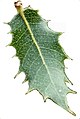 Quercus agrifolia (White Background)