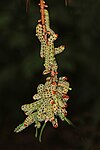 Red-headed pine sawfly larvae