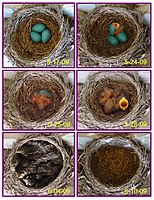 Sequence of dated images showing the progress from eggs to fledging in three weeks