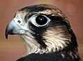 Sivi sokol (lat. Falco peregrinus)