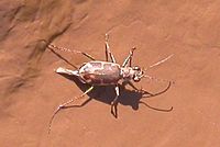 The rare Salt Creek tiger beetle, Cicindela nevadica lincolniana