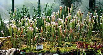 Sarracenia leucophylla dans une serre du jardin (2010).