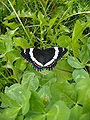 Limenitis arthemis rubrofasciata in Saskatoon, Saskatchewan, Canada