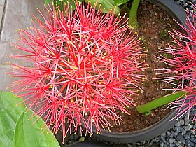 Scadoxus multiflorus