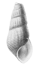Semisulcospira libertina shell