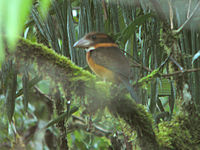 Shovel-billed Kookaburra