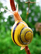 Les dessins de la coquille de l'Escargot des jardins sont extrêmement variables.