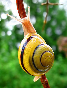 White-lipped snail, by Mad Max