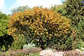 Tree in autumn