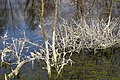 Spirogyres sèches après baisse des eaux