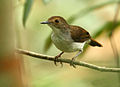 White-chested babbler (Trichastoma rostratum) at Bako National Park