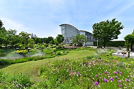 Nagoya Port Wildflower Garden BlueBonnet
