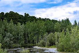 Forêt Tcheounskinski.