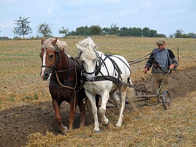 Traditional ploughing, by Marcela