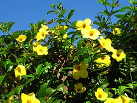 Köynnöskustaankukka (Allamanda cathartica)