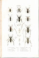Plate 7 from: C.J.-B. Amyot and J. G. Audinet-Serville (1843). Histoire naturelle des insectes. Hémiptères. Paris, Librairie encyclopédique de Roret.