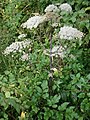 Angelica sylvestris