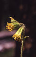 Arnica parryi