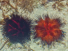 Black and orange specimens seen in Kenya.