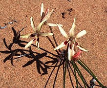 Babiana brachystachys