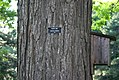 北美黑橡成熟樹皮的細節
