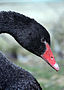 Black swan