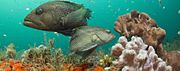 Black sea bass at Gray's Reef National Marine Sanctuary in Georgia