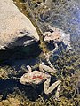 Two Blanchard's cricket frogs, both with prominent red stripes