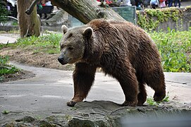 Brown bear