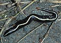 Caenoplana coerulea, the blue planarian.