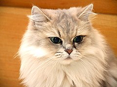 Blue golden tipped (chinchilla) Persian cat.