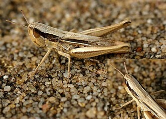 Белоокаймлённый Конёк (Chorthippus albomarginatus) песчаной окраски сидит на песке