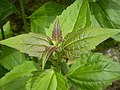 Cariaquillo santa maría (Eupatorium odoratum)