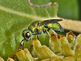 Chrysidea pumila