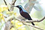 sunbird with deep red underparts, glossy green upperparts, black face, throat, and wings, and glossy purple breast and crown