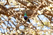 sunbird with brown body, green head and mantle, and purple breast