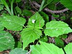 Dvärghäxört, Circaea alpina. Stjälk 5-20(30) cm, kal. Bladskiva 2-3 cm, med hjärlik bas, med spetstandad kant. Bladskaft smalt vingkantade, kala. Blommorna sitter tätt samlade och blomställningens axel förlängs först allteftersom blommorna går i frukt. Blomskaft kala, med stödblad. Foderblad rödspetsade, kala. Pistillens märke huvudlikt. Frukt 2 mm, enrummig.