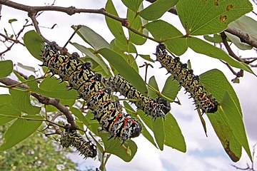 Mopane worms, locally a staple food, consuming the foliage