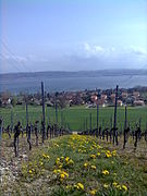 Vue du vignoble.