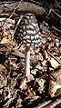 Coprinus picaceus