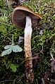 !Cortinarius trivialis!