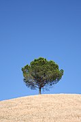 Arbre isolé