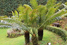 Rough trunked palm-like small tree with upright fronds and orange male cone