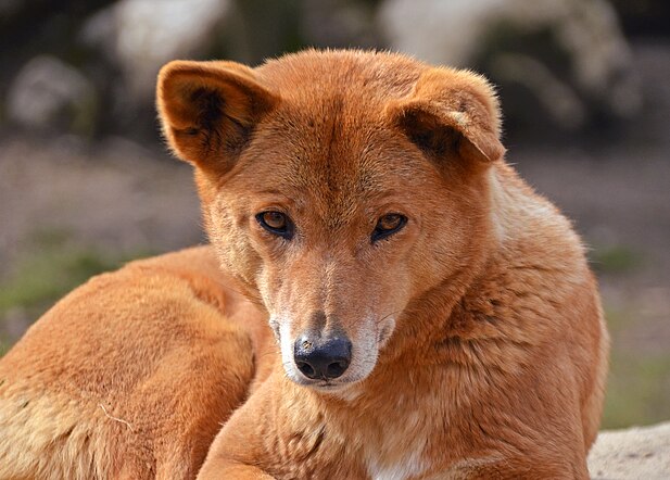 Dingo