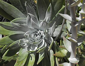 Dudleya anthonyi