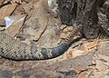 Eastern Diamondback Rattlesnake